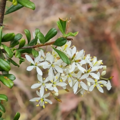 Bursaria spinosa subsp. lasiophylla (Australian Blackthorn) at Isaacs Ridge and Nearby - 31 Dec 2022 by Mike