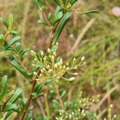 Bursaria spinosa subsp. lasiophylla at Jerrabomberra, ACT - 31 Dec 2022