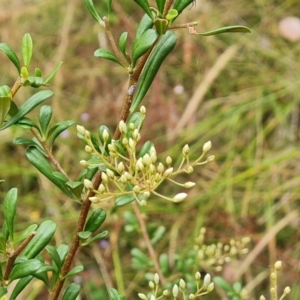 Bursaria spinosa subsp. lasiophylla at Jerrabomberra, ACT - 31 Dec 2022