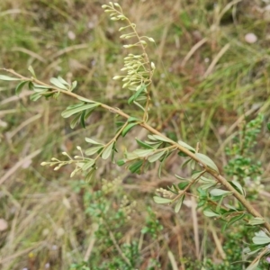 Bursaria spinosa subsp. lasiophylla at Jerrabomberra, ACT - 31 Dec 2022