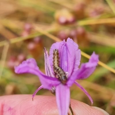 Helicoverpa (genus) (A bollworm) at Jerrabomberra, ACT - 31 Dec 2022 by Mike