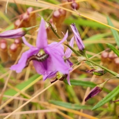 Arthropodium fimbriatum (Nodding Chocolate Lily) at Isaacs Ridge and Nearby - 31 Dec 2022 by Mike