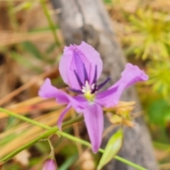 Arthropodium fimbriatum at Jerrabomberra, ACT - 31 Dec 2022 11:37 AM