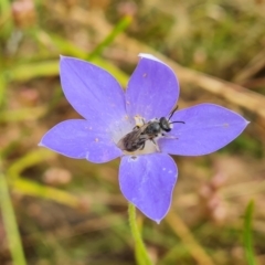 Lasioglossum (Chilalictus) lanarium (Halictid bee) at Jerrabomberra, ACT - 31 Dec 2022 by Mike