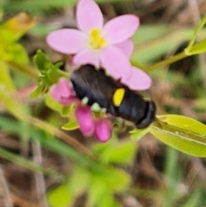 Odontomyia hunteri at Jerrabomberra, ACT - 31 Dec 2022