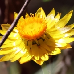 Xerochrysum bracteatum (Golden Everlasting) at Lochiel, NSW - 26 Dec 2022 by KylieWaldon
