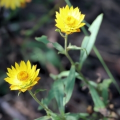 Xerochrysum bracteatum at Lochiel, NSW - 27 Dec 2022