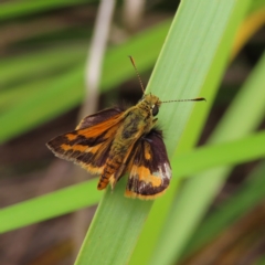 Ocybadistes walkeri (Green Grass-dart) at Kambah, ACT - 31 Dec 2022 by MatthewFrawley