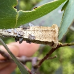 Hyalarcta nigrescens (Ribbed Case Moth) at Wandiyali-Environa Conservation Area - 2 Jan 2023 by Wandiyali