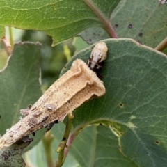 Hyalarcta nigrescens at Googong, NSW - suppressed