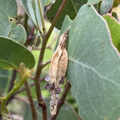 Hyalarcta nigrescens at Googong, NSW - suppressed