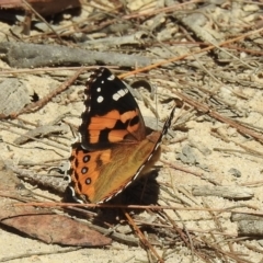 Vanessa kershawi (Australian Painted Lady) at Bundanoon, NSW - 28 Dec 2022 by GlossyGal