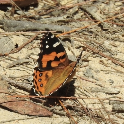 Vanessa kershawi (Australian Painted Lady) at Bundanoon, NSW - 28 Dec 2022 by GlossyGal