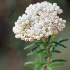 Ozothamnus diosmifolius (Rice Flower, White Dogwood, Sago Bush) at Yurammie State Forest - 26 Dec 2022 by KylieWaldon