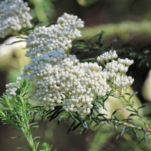 Ozothamnus diosmifolius at Lochiel, NSW - 27 Dec 2022