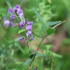 Glycine sp. at Yurammie State Forest - 26 Dec 2022 by KylieWaldon