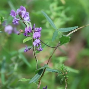 Glycine sp. at Lochiel, NSW - 27 Dec 2022