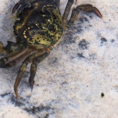 Carcinus maenas at Wallagoot, NSW - 25 Dec 2022 by KylieWaldon