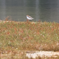 Anarhynchus ruficapillus (Red-capped Plover) at Bournda Environment Education Centre - 25 Dec 2022 by KylieWaldon