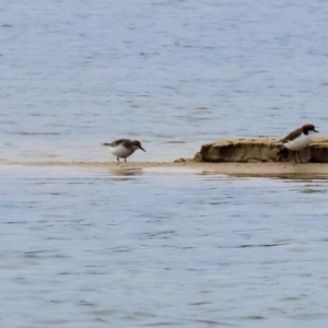 Calidris ruficollis at Wallagoot, NSW - 26 Dec 2022 09:22 AM