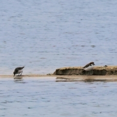 Calidris ruficollis at Wallagoot, NSW - 26 Dec 2022