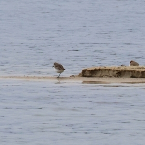 Calidris ruficollis at Wallagoot, NSW - 26 Dec 2022