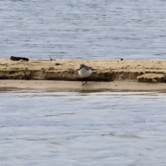 Calidris ruficollis at Wallagoot, NSW - 26 Dec 2022 09:22 AM