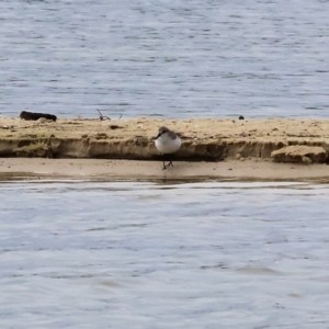 Calidris ruficollis at Wallagoot, NSW - 26 Dec 2022