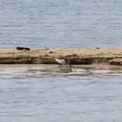 Calidris ruficollis at Wallagoot, NSW - 26 Dec 2022