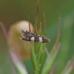 Glyphipterix chrysoplanetis (A Sedge Moth) at Dryandra St Woodland - 25 Dec 2022 by ConBoekel