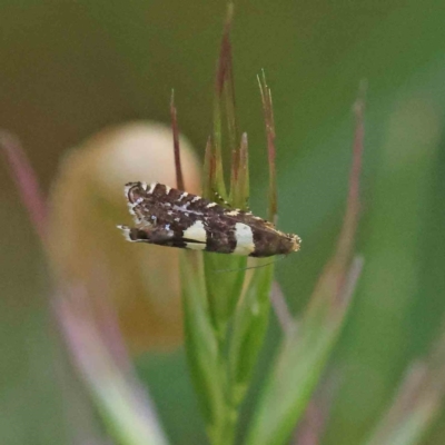 Glyphipterix chrysoplanetis (A Sedge Moth) at O'Connor, ACT - 25 Dec 2022 by ConBoekel