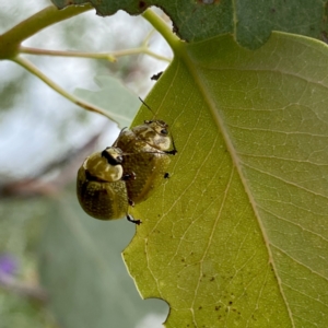 Paropsisterna cloelia at Googong, NSW - 31 Dec 2022