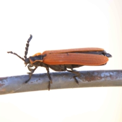 Porrostoma sp. (genus) (Lycid, Net-winged beetle) at O'Connor, ACT - 26 Dec 2022 by ConBoekel