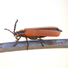 Porrostoma sp. (genus) (Lycid, Net-winged beetle) at O'Connor, ACT - 25 Dec 2022 by ConBoekel