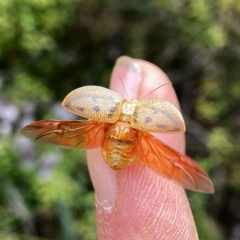 Paropsis atomaria (Eucalyptus leaf beetle) at Wandiyali-Environa Conservation Area - 31 Dec 2022 by Wandiyali