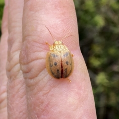 Paropsis atomaria at Googong, NSW - 31 Dec 2022