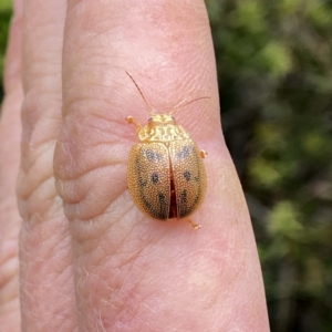 Paropsis atomaria at Googong, NSW - suppressed