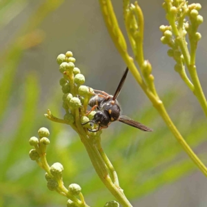 Paralastor sp. (genus) at O'Connor, ACT - 18 Dec 2022