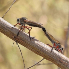 Zosteria sp. (genus) (Common brown robber fly) at O'Connor, ACT - 25 Dec 2022 by ConBoekel