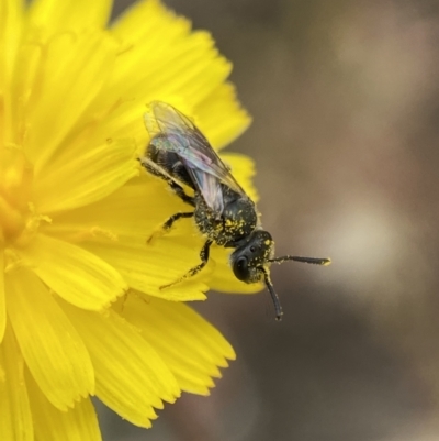 Lasioglossum (Chilalictus) sp. (genus & subgenus) (Halictid bee) at Numeralla, NSW - 31 Dec 2022 by Steve_Bok