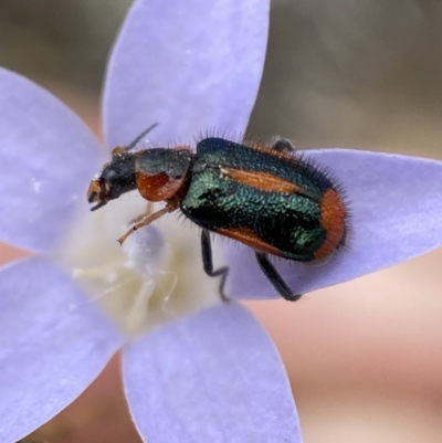 Dicranolaius villosus (Melyrid flower beetle) at Numeralla, NSW - 31 Dec 2022 by Steve_Bok