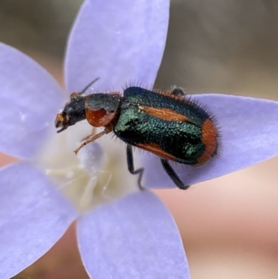 Dicranolaius villosus (Melyrid flower beetle) at Numeralla, NSW - 31 Dec 2022 by SteveBorkowskis