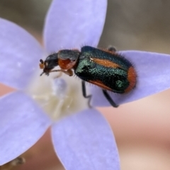 Dicranolaius villosus at Numeralla, NSW - suppressed