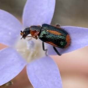 Dicranolaius villosus at Numeralla, NSW - 31 Dec 2022