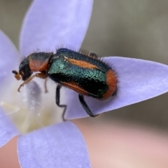 Dicranolaius villosus at Numeralla, NSW - suppressed