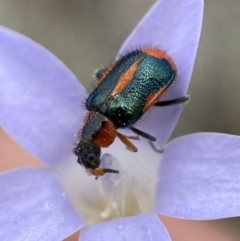 Dicranolaius villosus at Numeralla, NSW - 31 Dec 2022