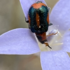 Dicranolaius villosus at Numeralla, NSW - 31 Dec 2022