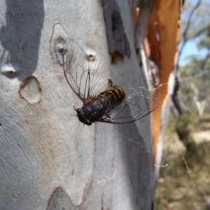 Pauropsalta mneme at Charleys Forest, NSW - 8 Feb 2014