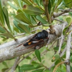 Yoyetta sp. nr spectabilis at Charleys Forest, NSW - 14 Jan 2021 by arjay