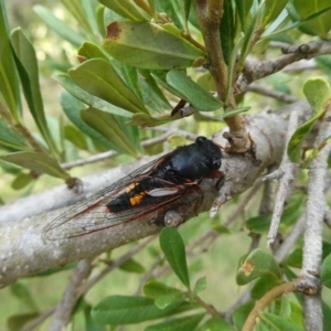 Yoyetta sp. nr spectabilis at suppressed - 15 Jan 2021